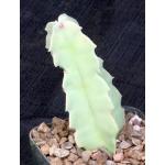 Caralluma acutangula 4-inch pots